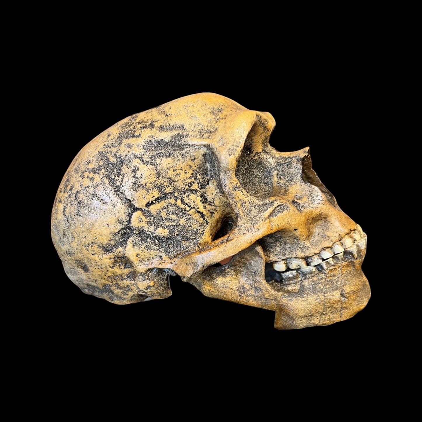 Skull Replica (Neanderthal Forbes Quarry)