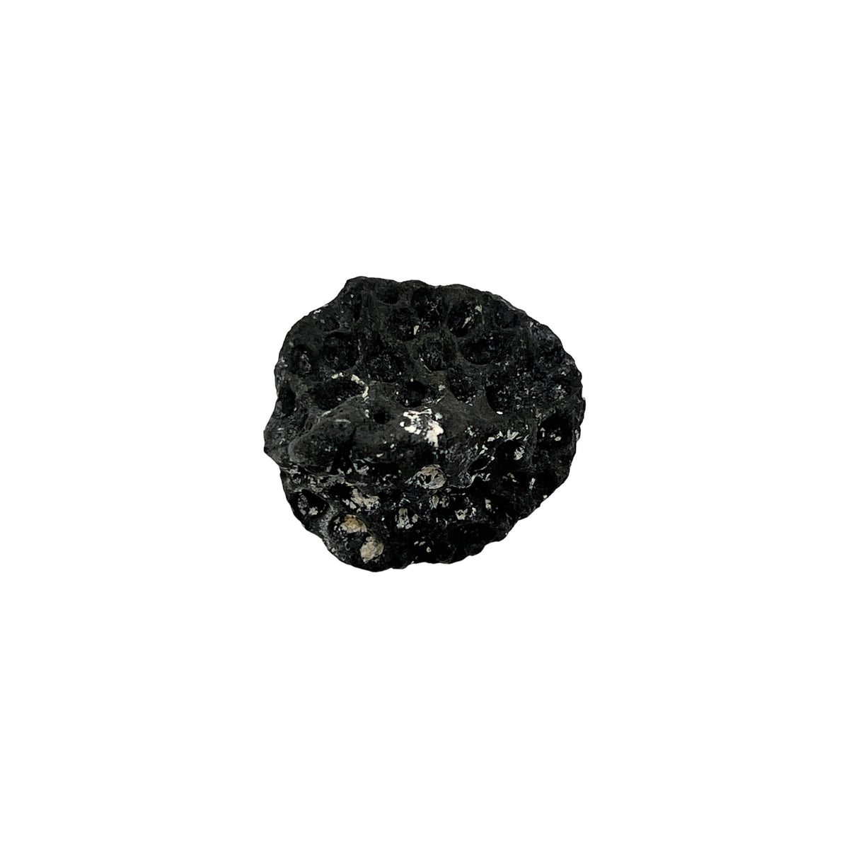 Fossil Alligator Scute