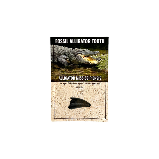 Fossil Alligator Tooth