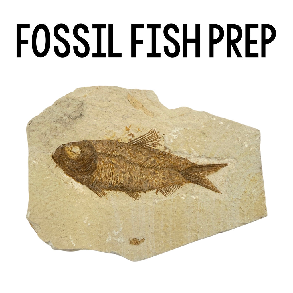 Fossil Fish Prep Class