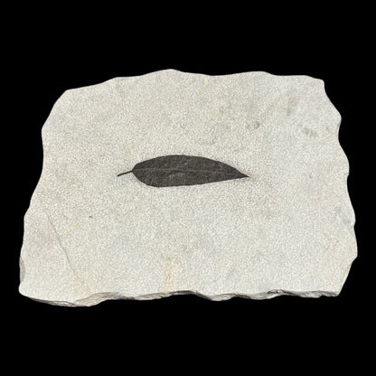 Fossil Leaf Plate (L)