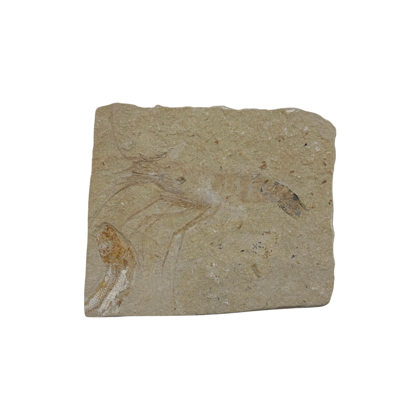 Fossil Lobster (Pseudodastacus) from Lebanon