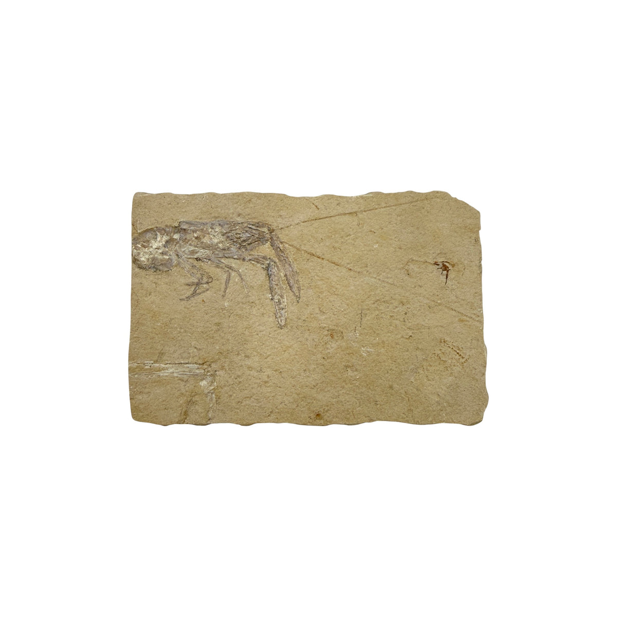 Fossil Lobster (4.75 x 3")