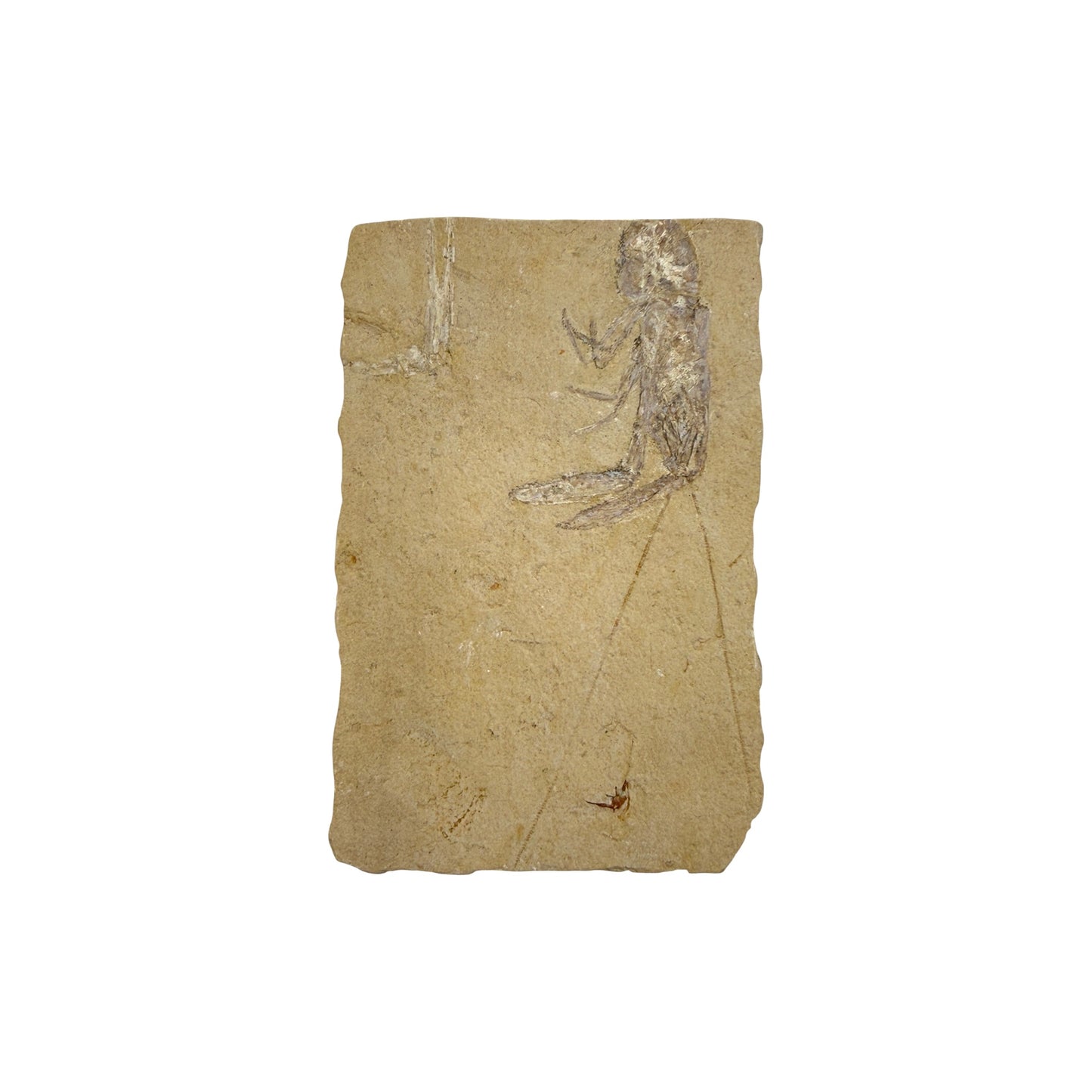 Fossil Lobster (4.75 x 3")