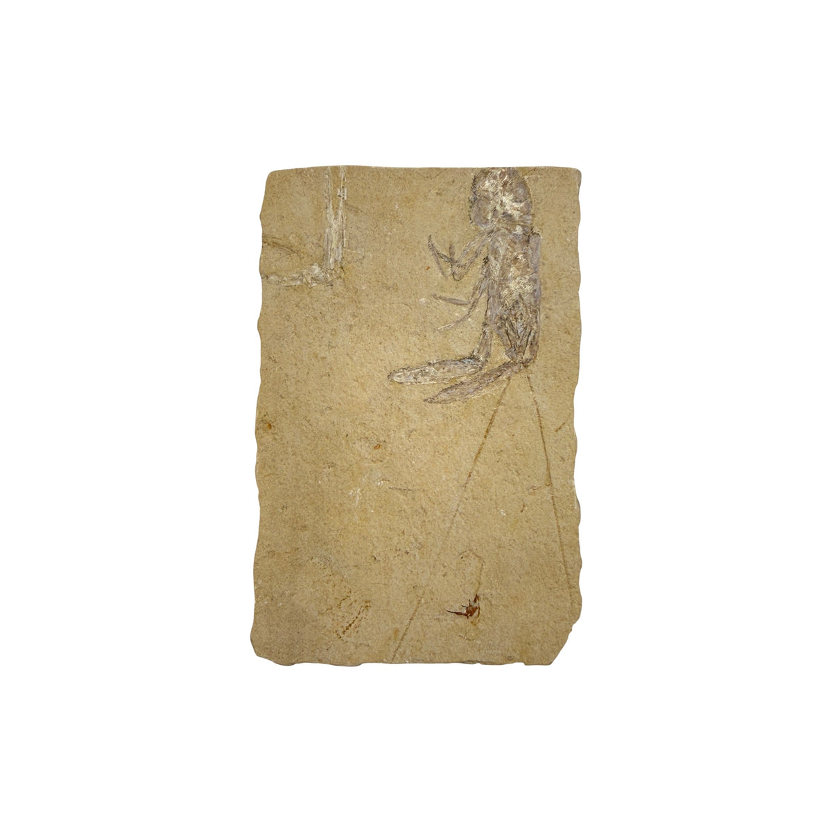 Fossil Lobster (4.75 x 3")