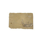 Fossil Lobster (4.75 x 3")