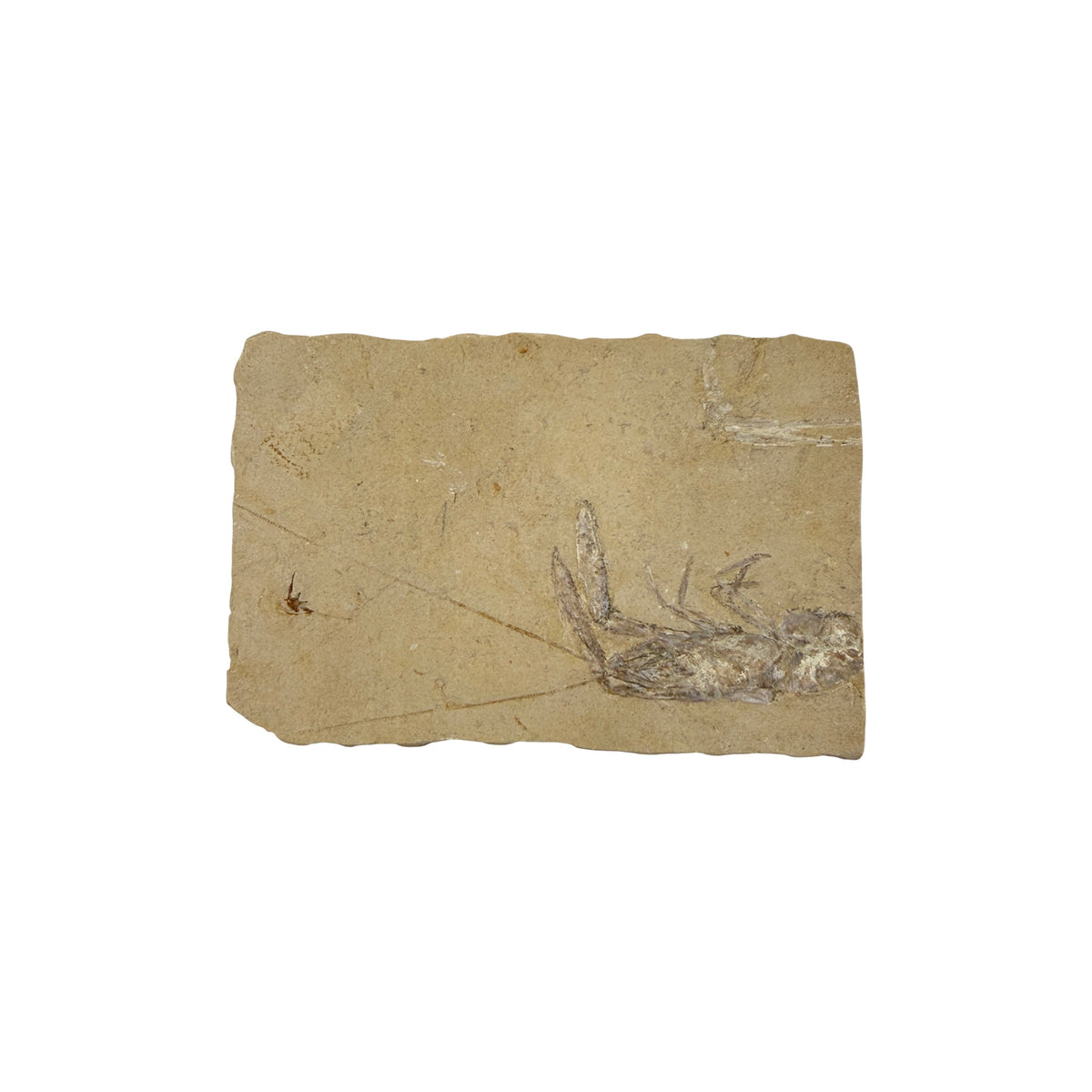 Fossil Lobster (4.75 x 3")