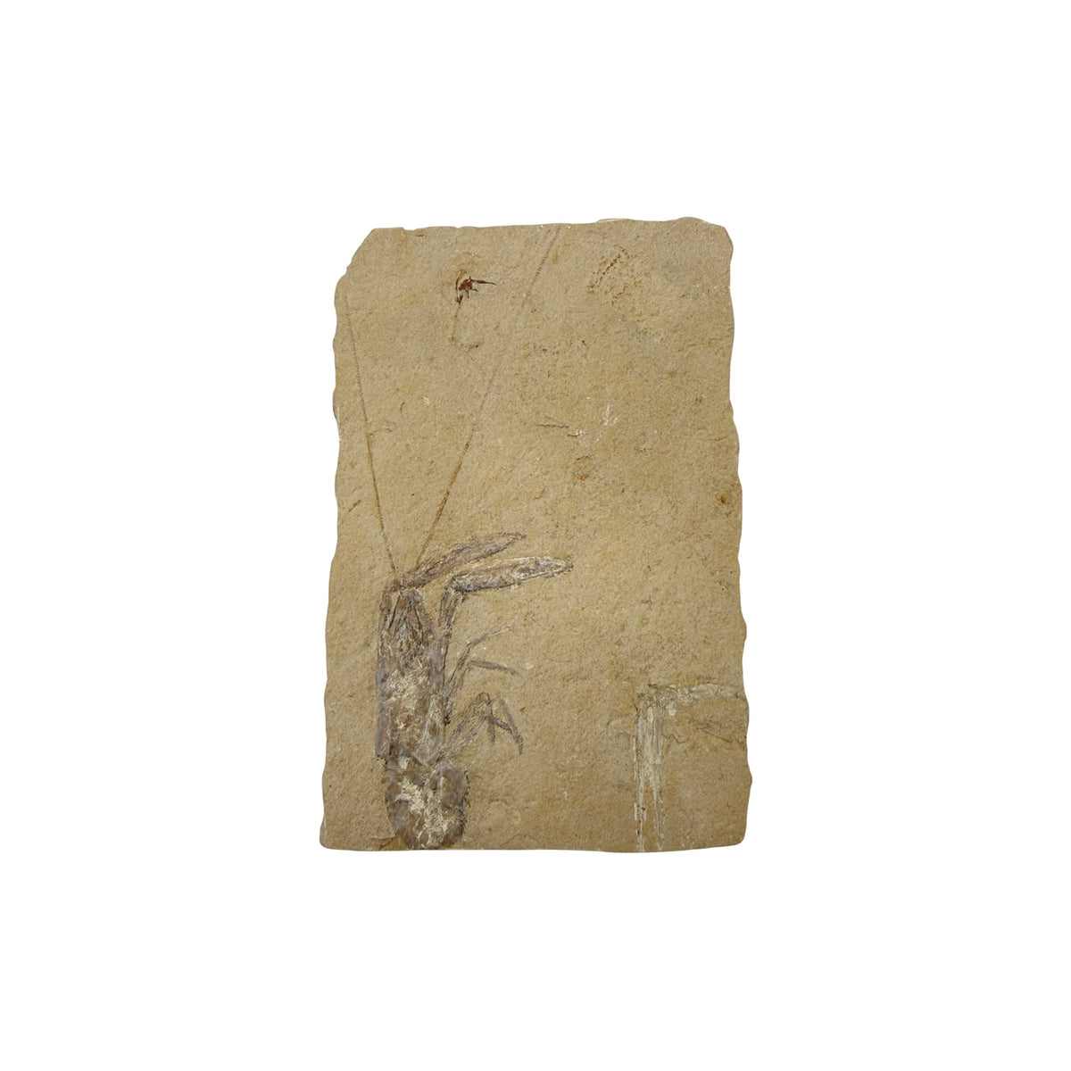 Fossil Lobster (4.75 x 3")