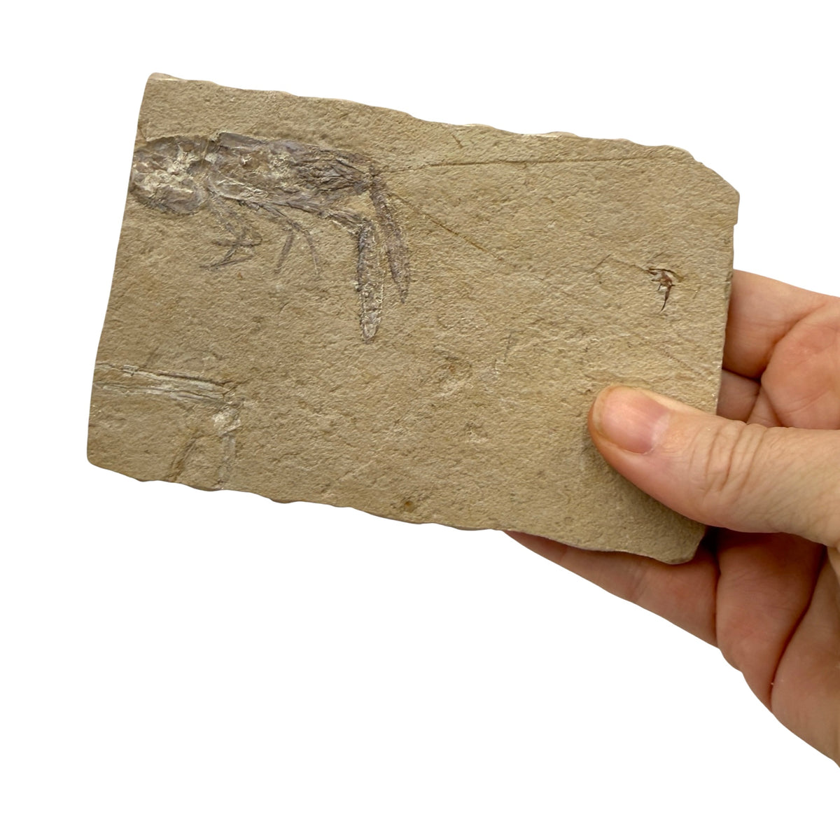 Fossil Lobster (4.75 x 3")