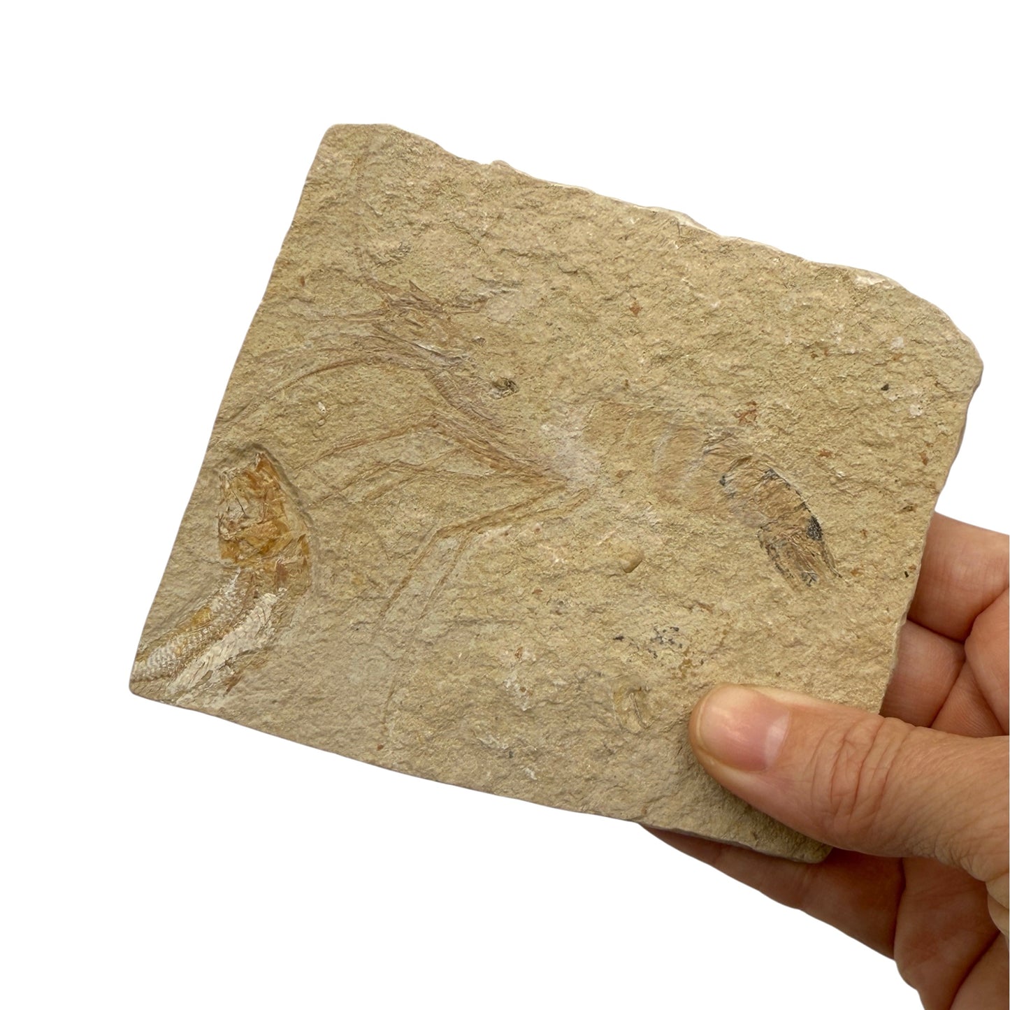 Fossil Lobster (Pseudodastacus) from Lebanon