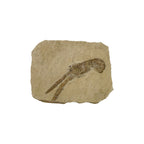 Fossil Lobster (3.75 x 3")