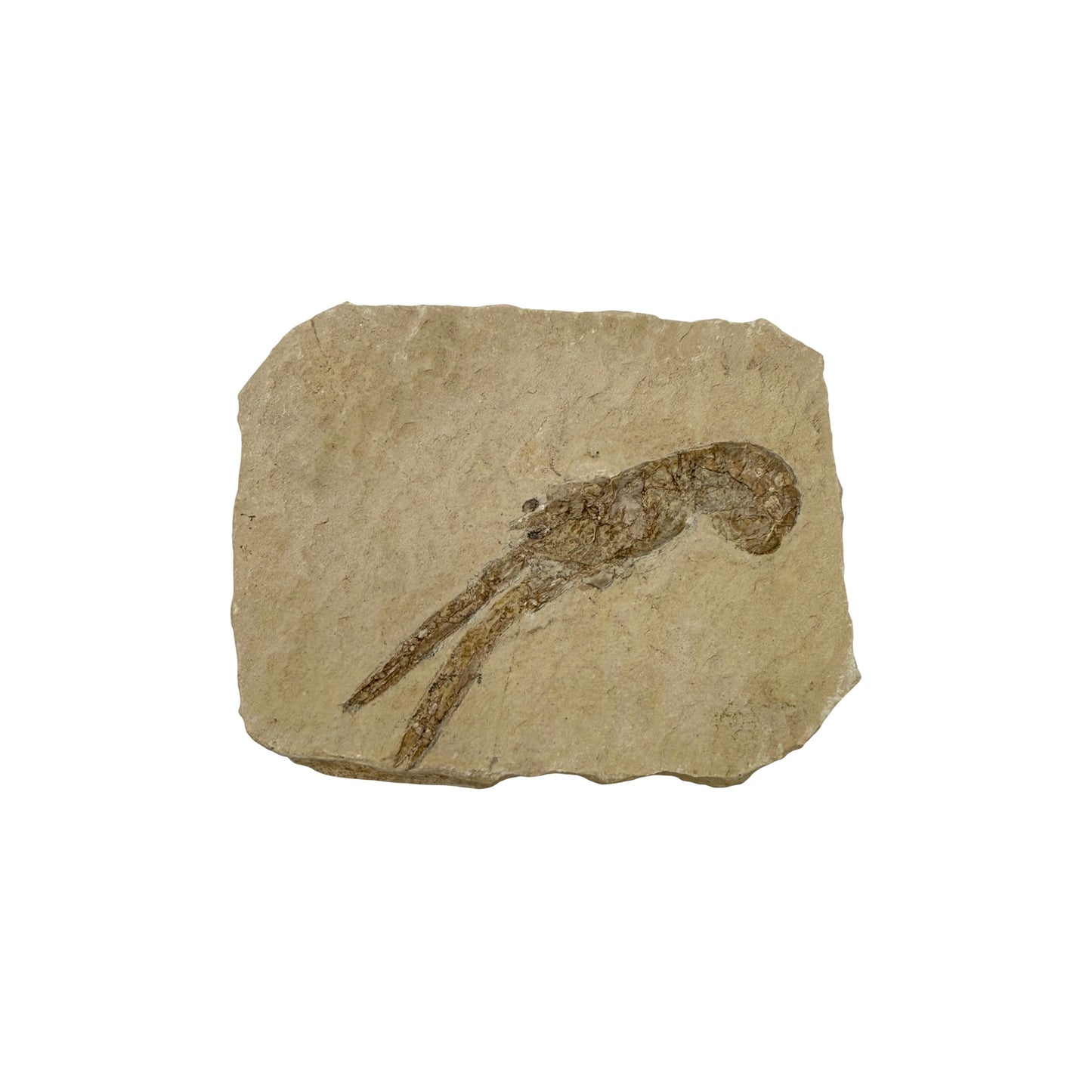 Fossil Lobster (3.75 x 3")