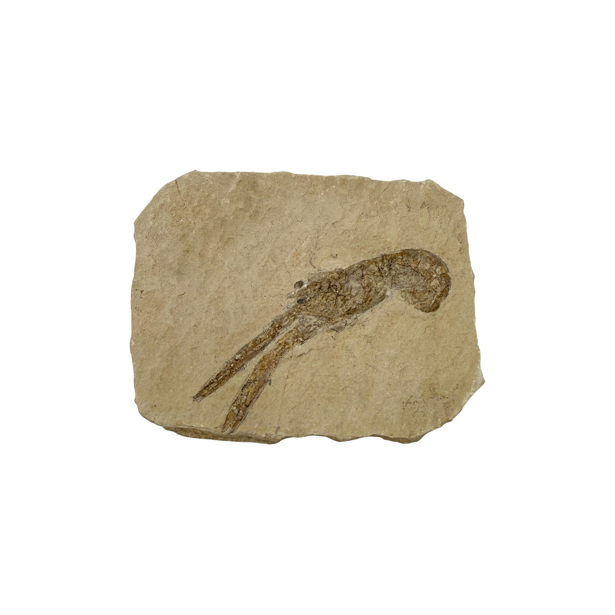 Fossil Lobster (3.75 x 3")