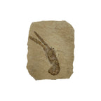 Fossil Lobster (3.75 x 3")