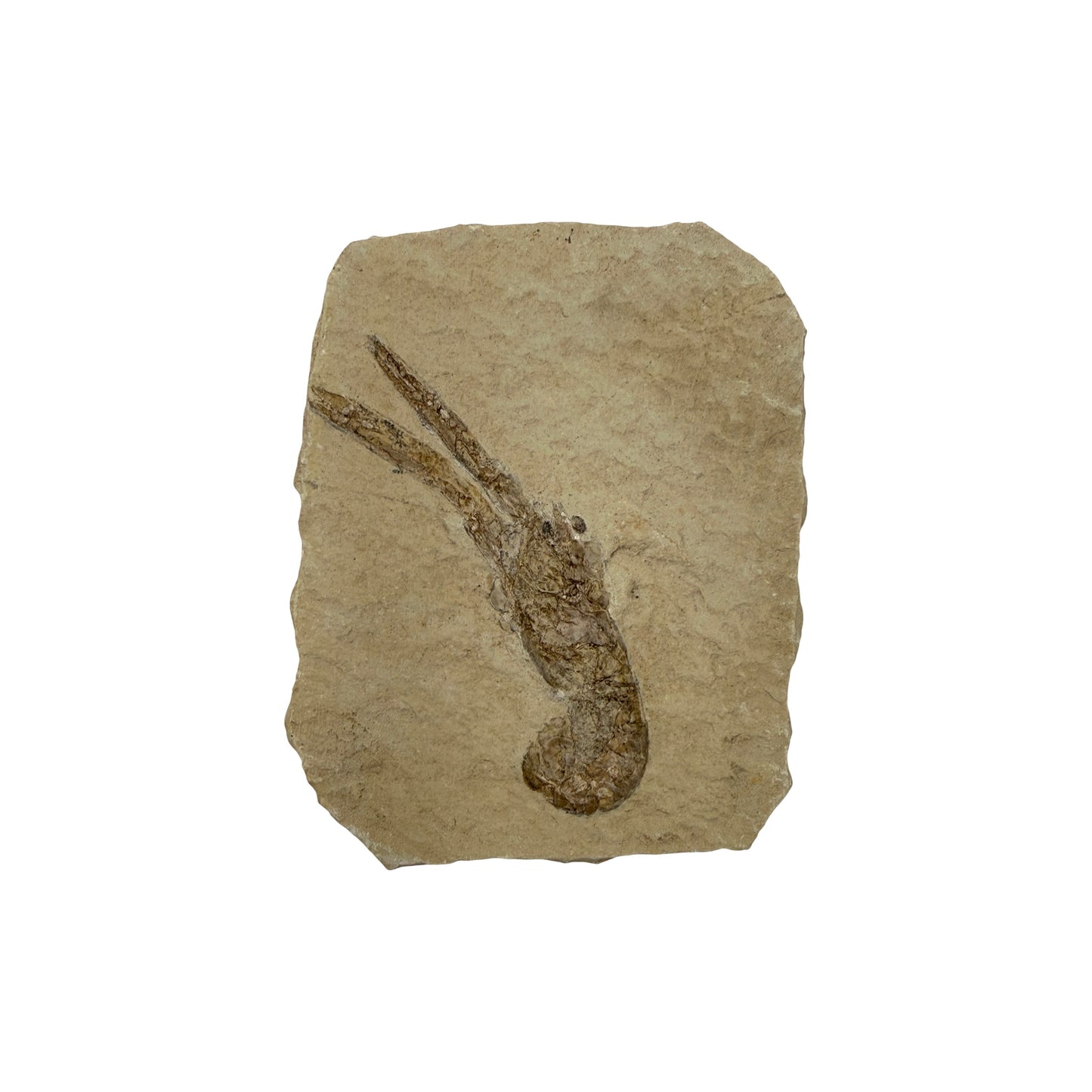 Fossil Lobster (3.75 x 3")