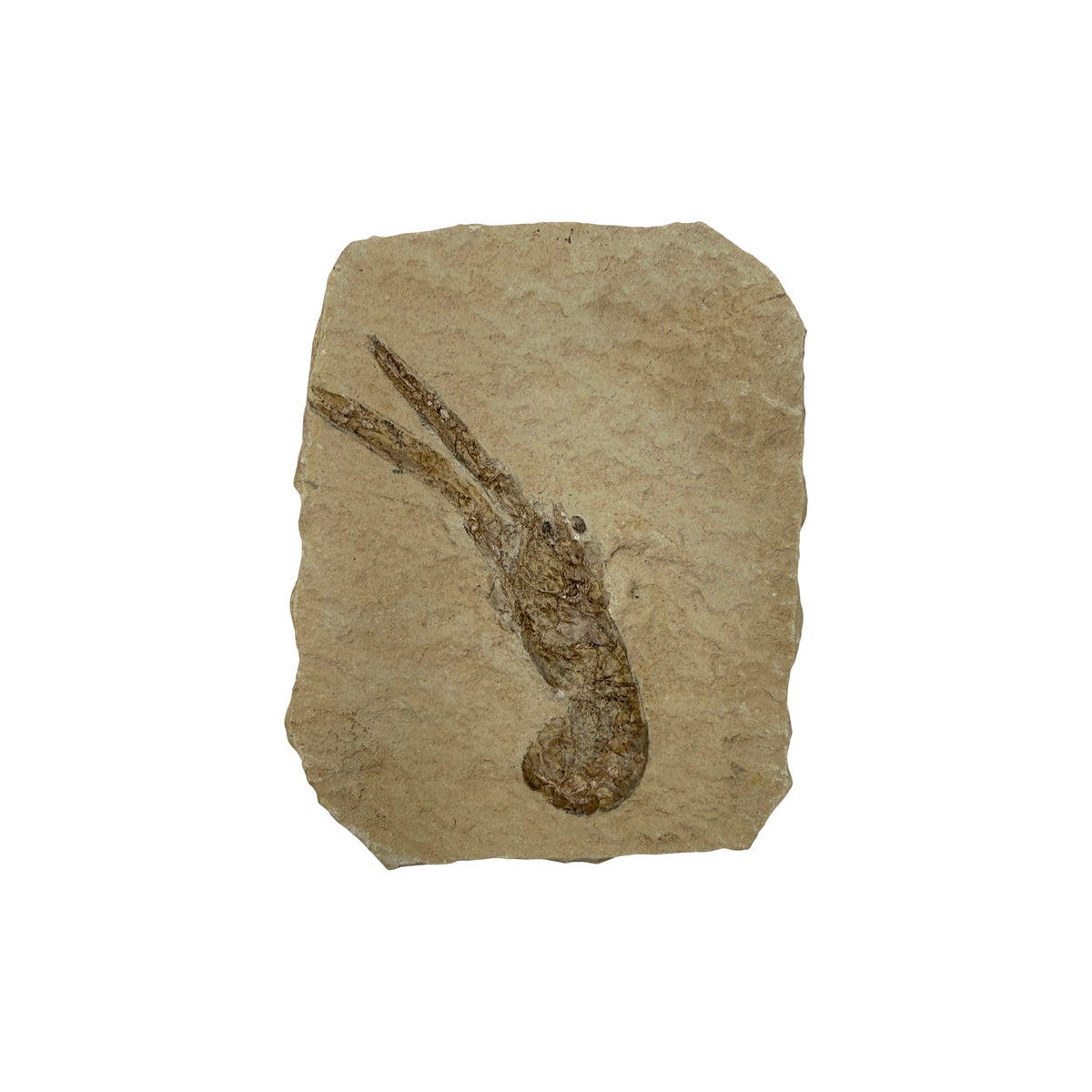 Fossil Lobster (3.75 x 3")