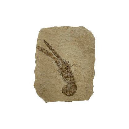 Fossil Lobster (3.75 x 3")