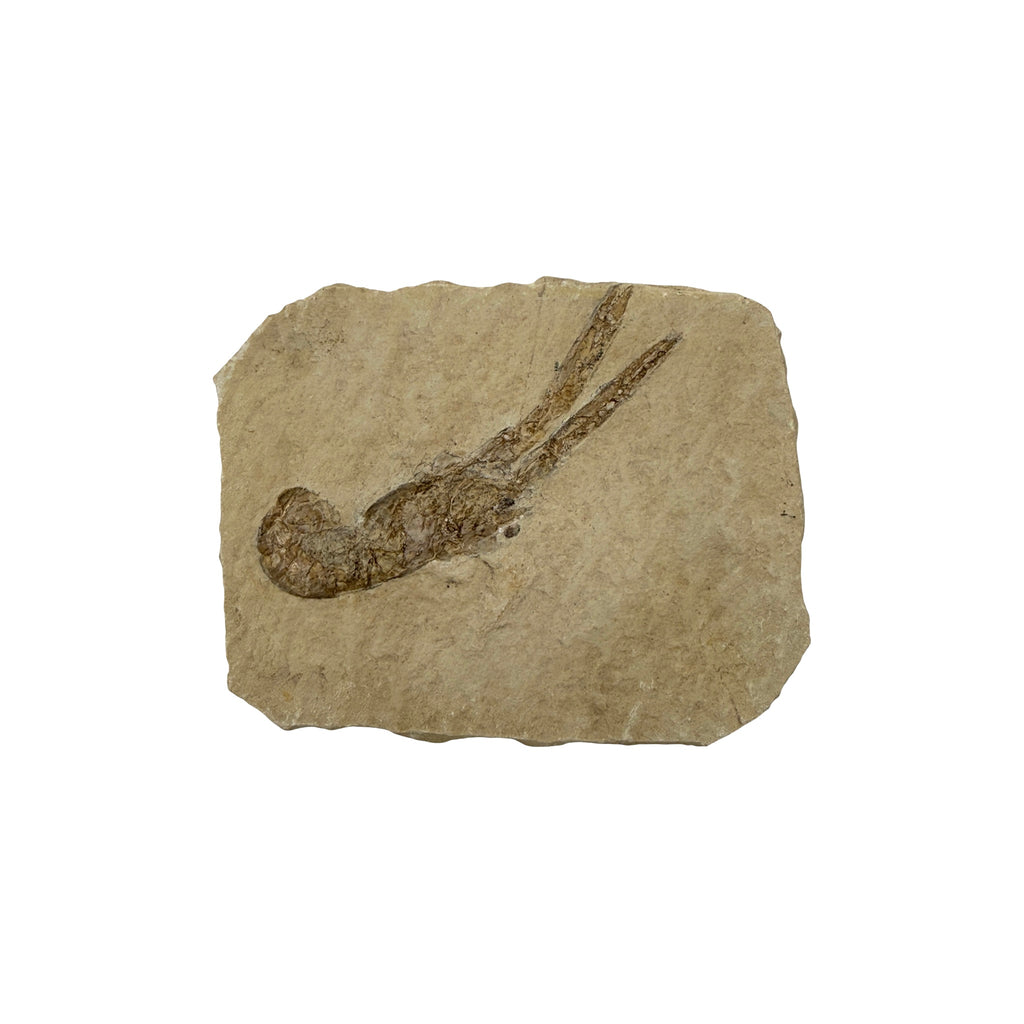 Fossil Lobster (3.75 x 3")