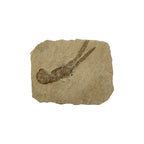 Fossil Lobster (3.75 x 3")