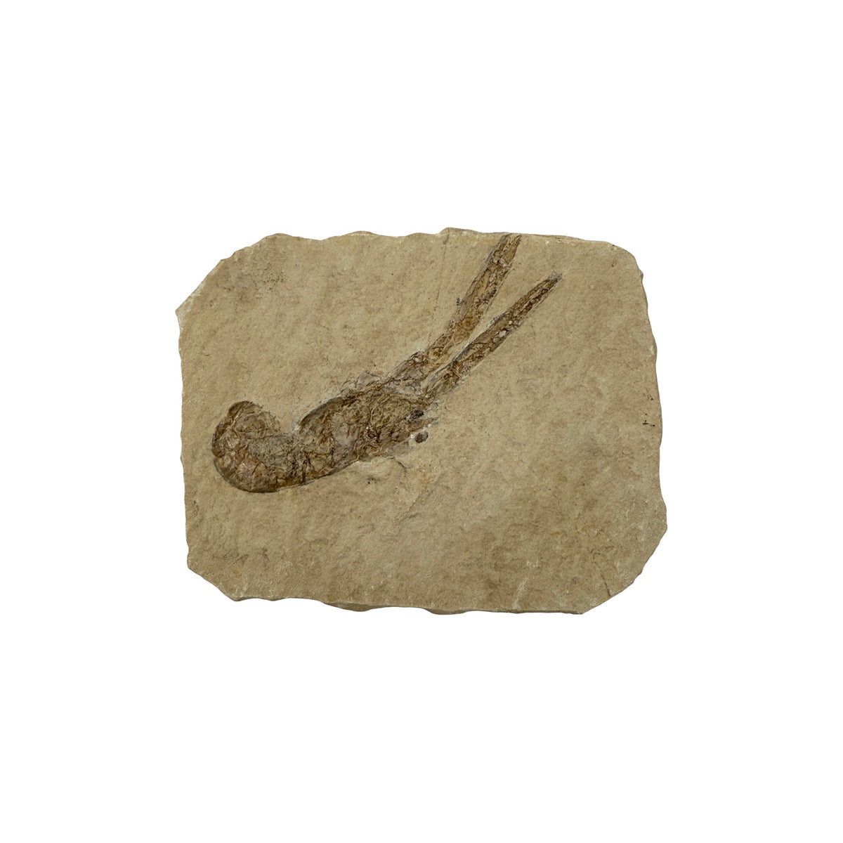 Fossil Lobster (3.75 x 3")
