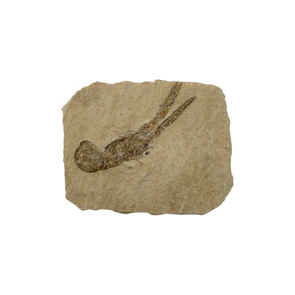 Fossil Lobster (3.75 x 3")