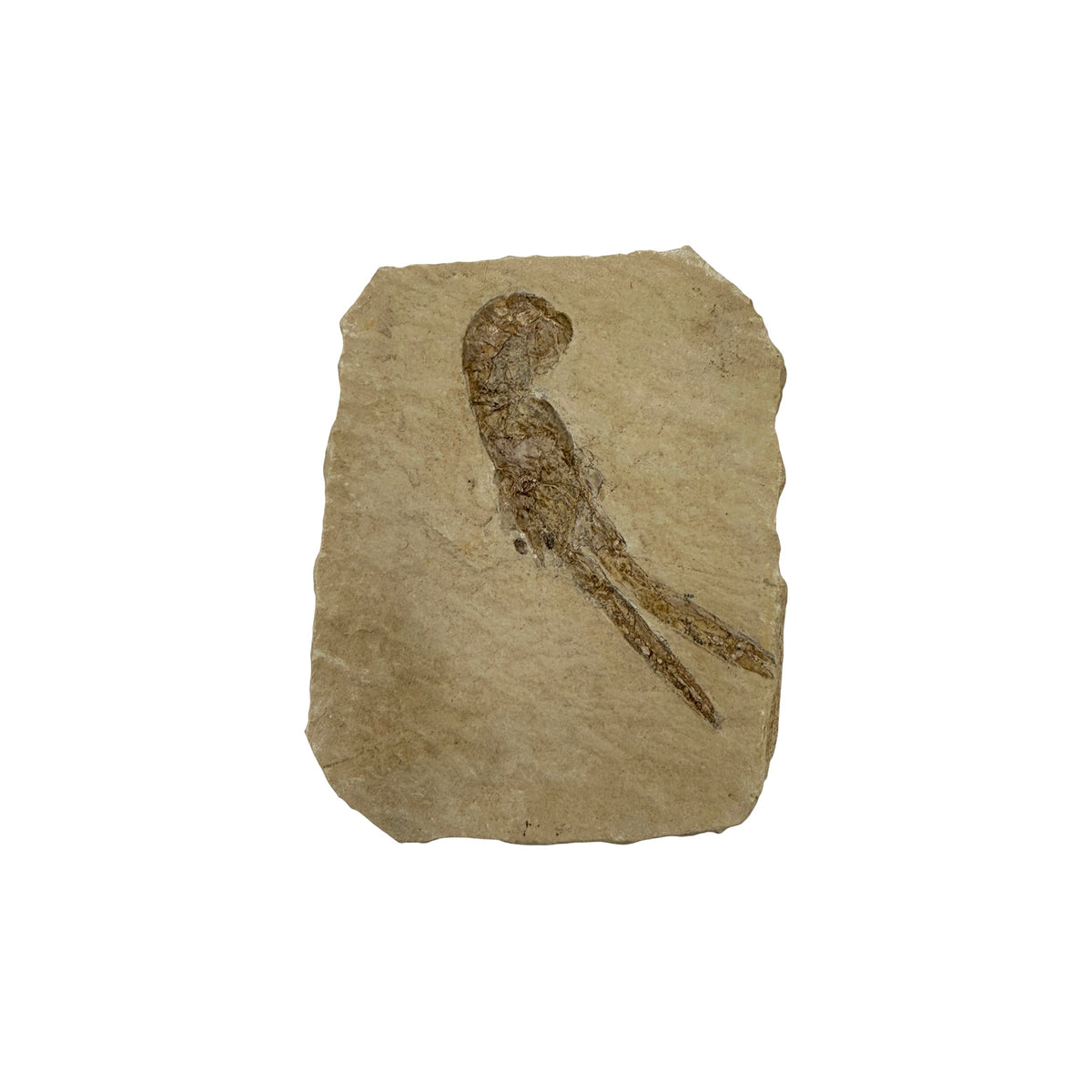 Fossil Lobster (3.75 x 3")
