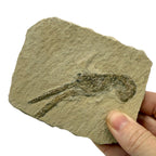 Fossil Lobster (3.75 x 3")