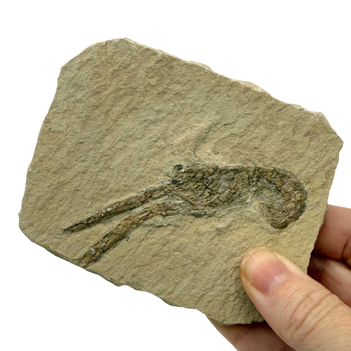 Fossil Lobster (3.75 x 3")