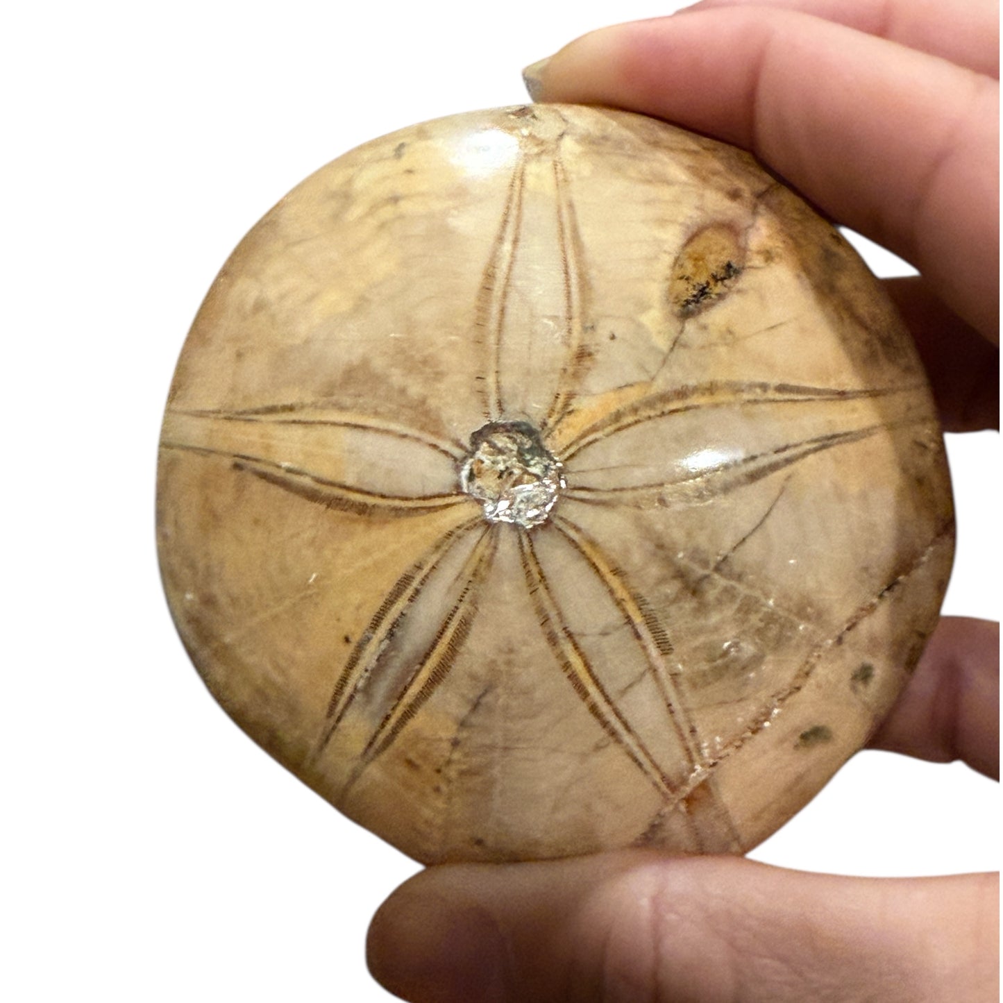 Fossil Sand Dollar