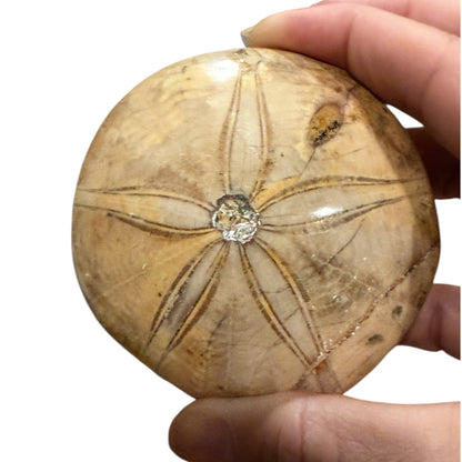 Fossil Sand Dollar