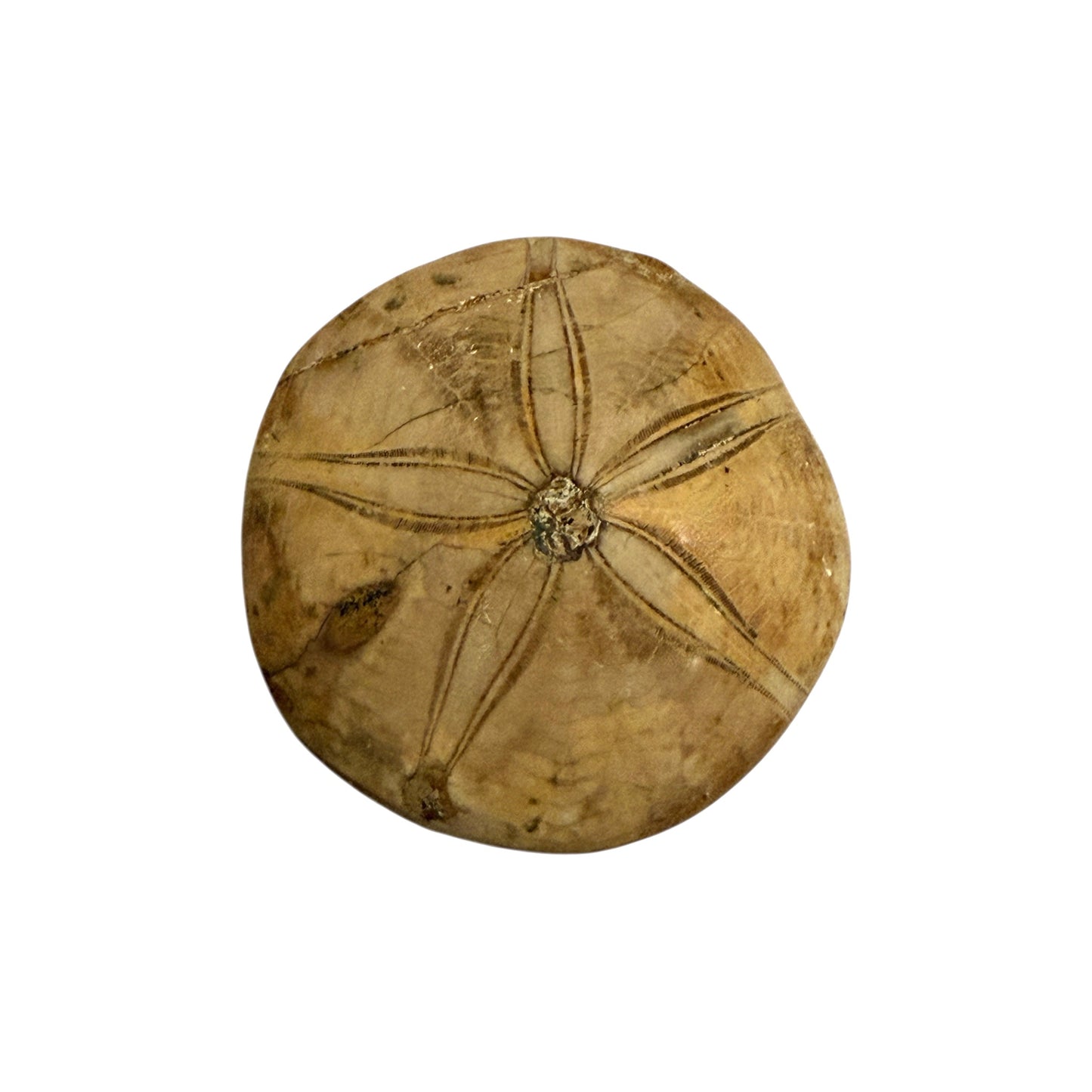 Fossil Sand Dollar