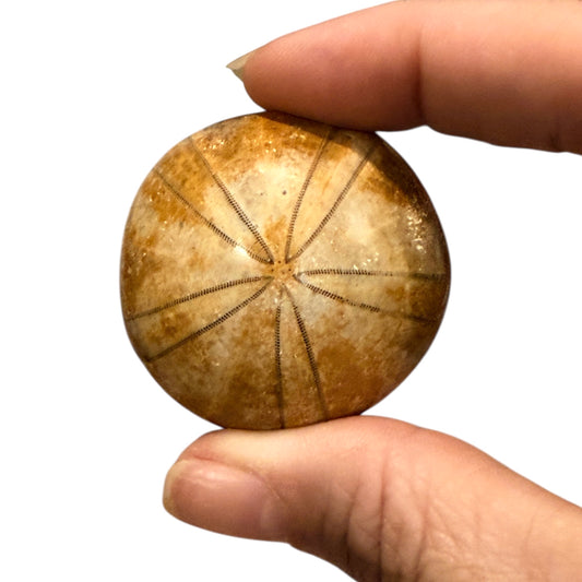 Fossil Sand Dollar