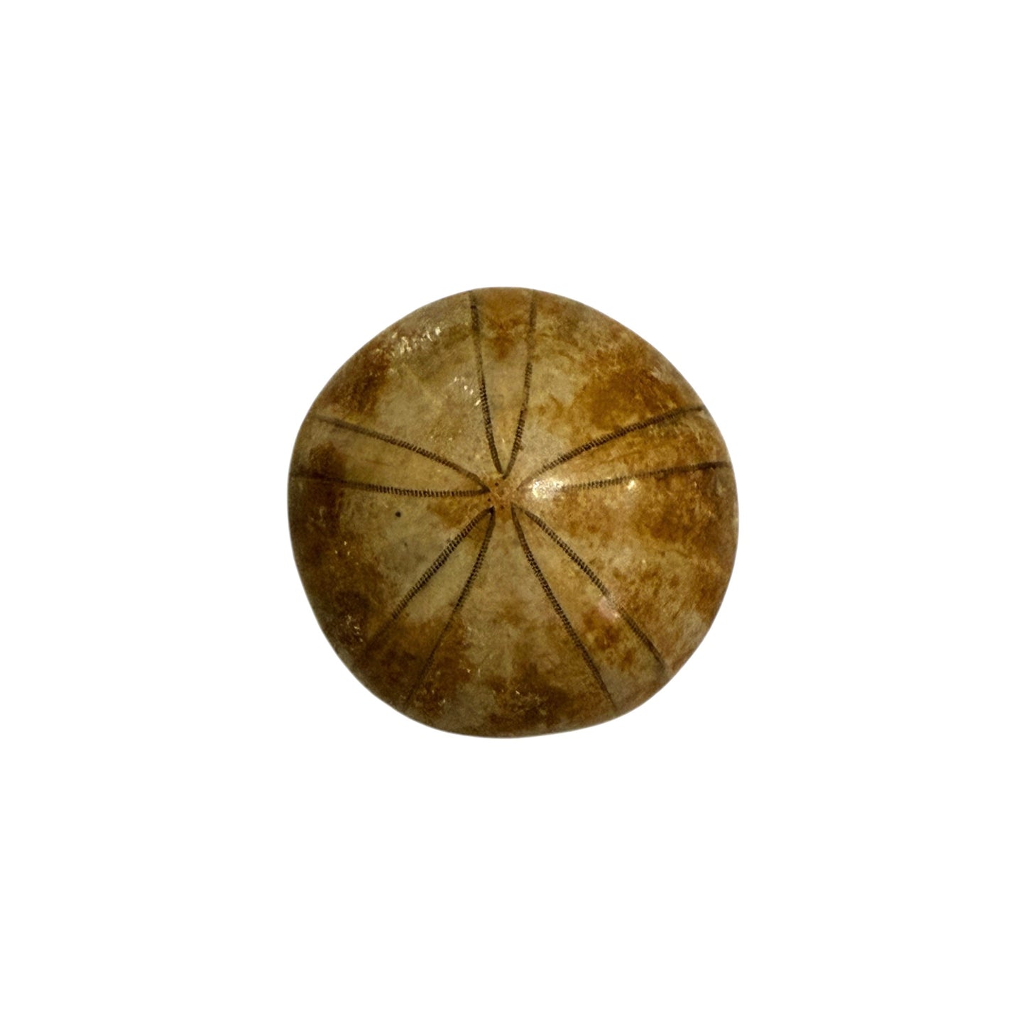 Fossil Sand Dollar