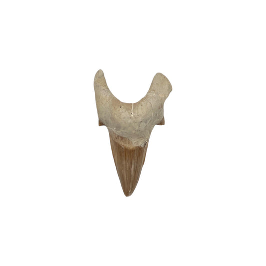 Fossil Shark Tooth