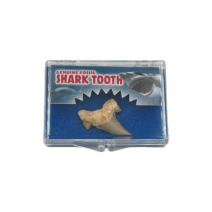 Fossil Shark Tooth + Case