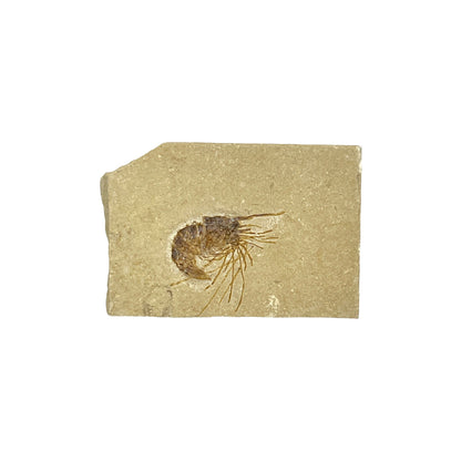 Fossil Shrimp (Carpopenaeus)