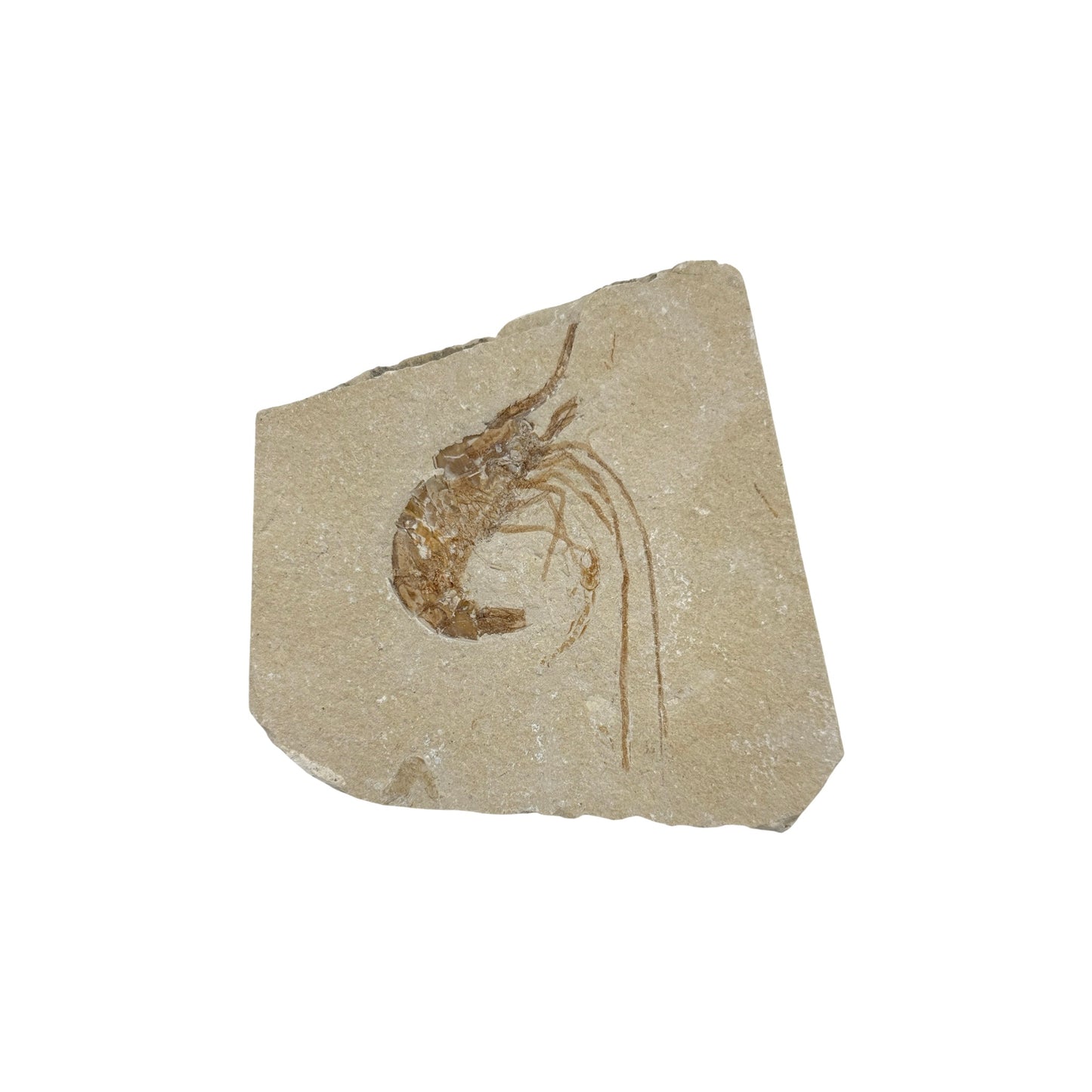 Fossil Shrimp (Carpopenaeus)