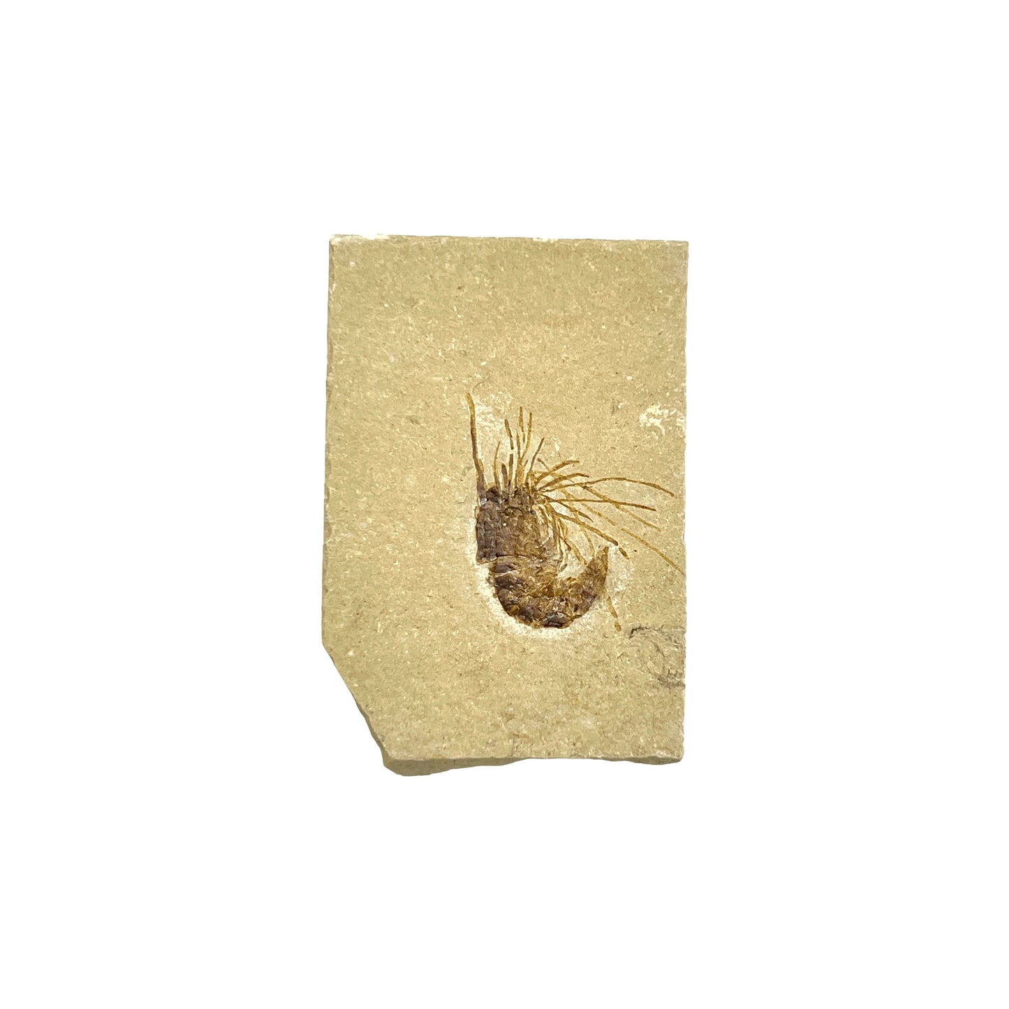 Fossil Shrimp (Carpopenaeus)