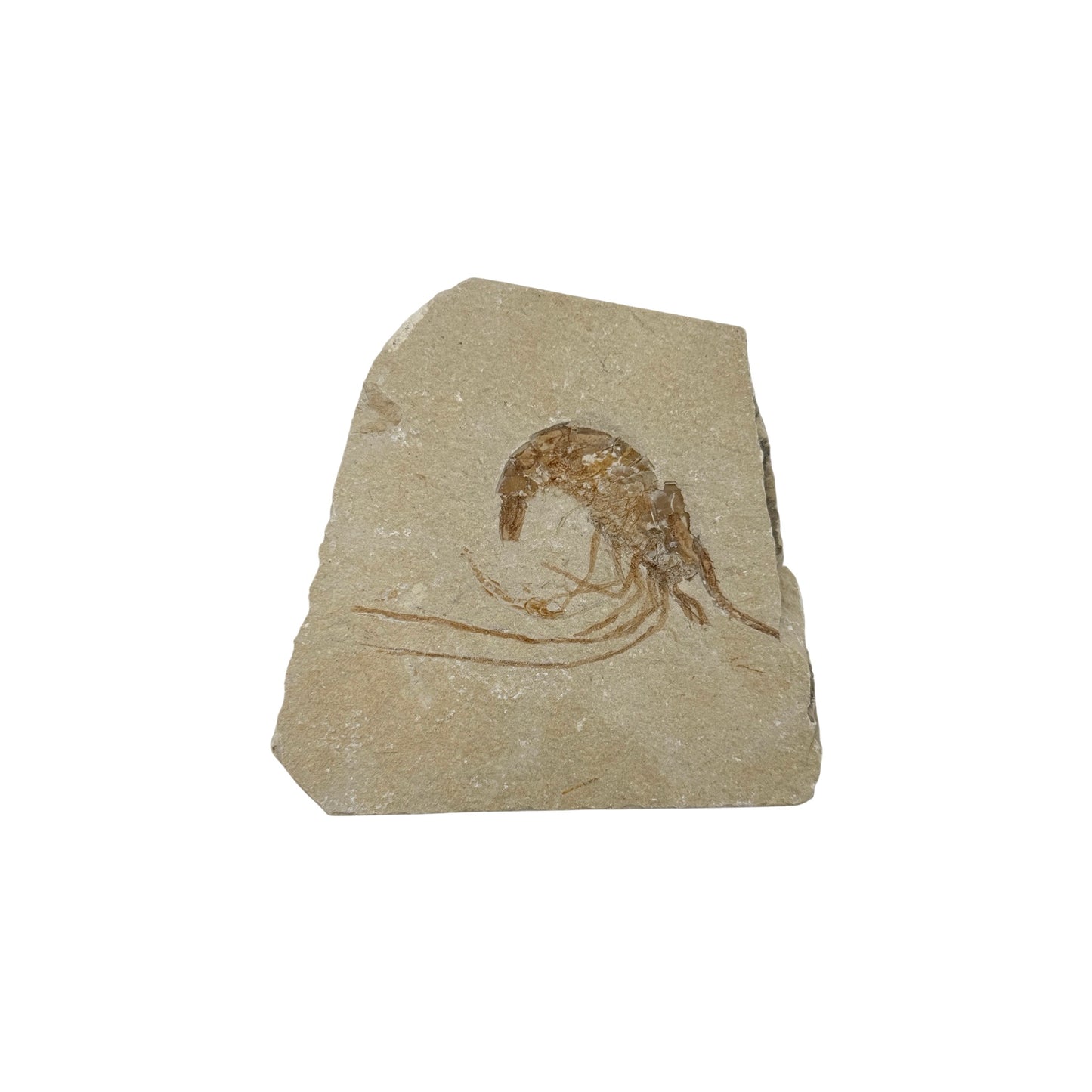 Fossil Shrimp (Carpopenaeus)