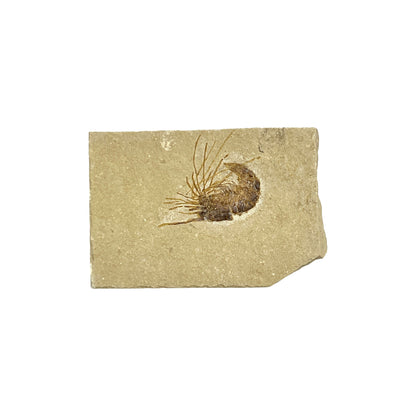 Fossil Shrimp (Carpopenaeus)