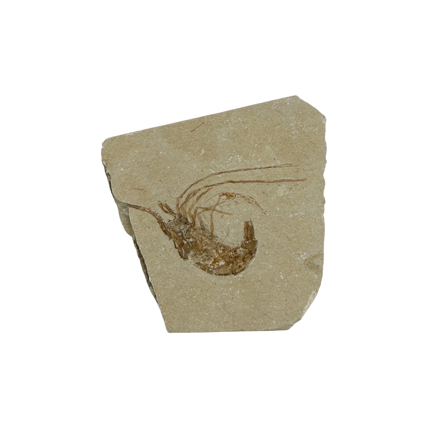 Fossil Shrimp (Carpopenaeus)