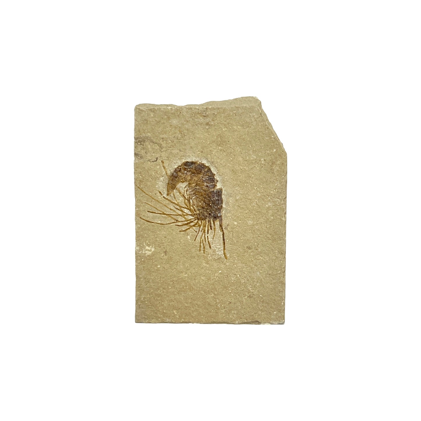 Fossil Shrimp (Carpopenaeus)