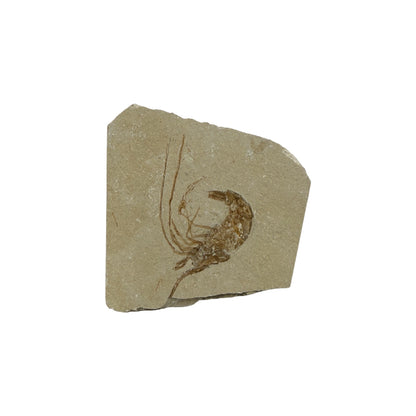 Fossil Shrimp (Carpopenaeus)