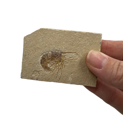 Fossil Shrimp (Carpopenaeus)