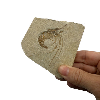 Fossil Shrimp (Carpopenaeus)