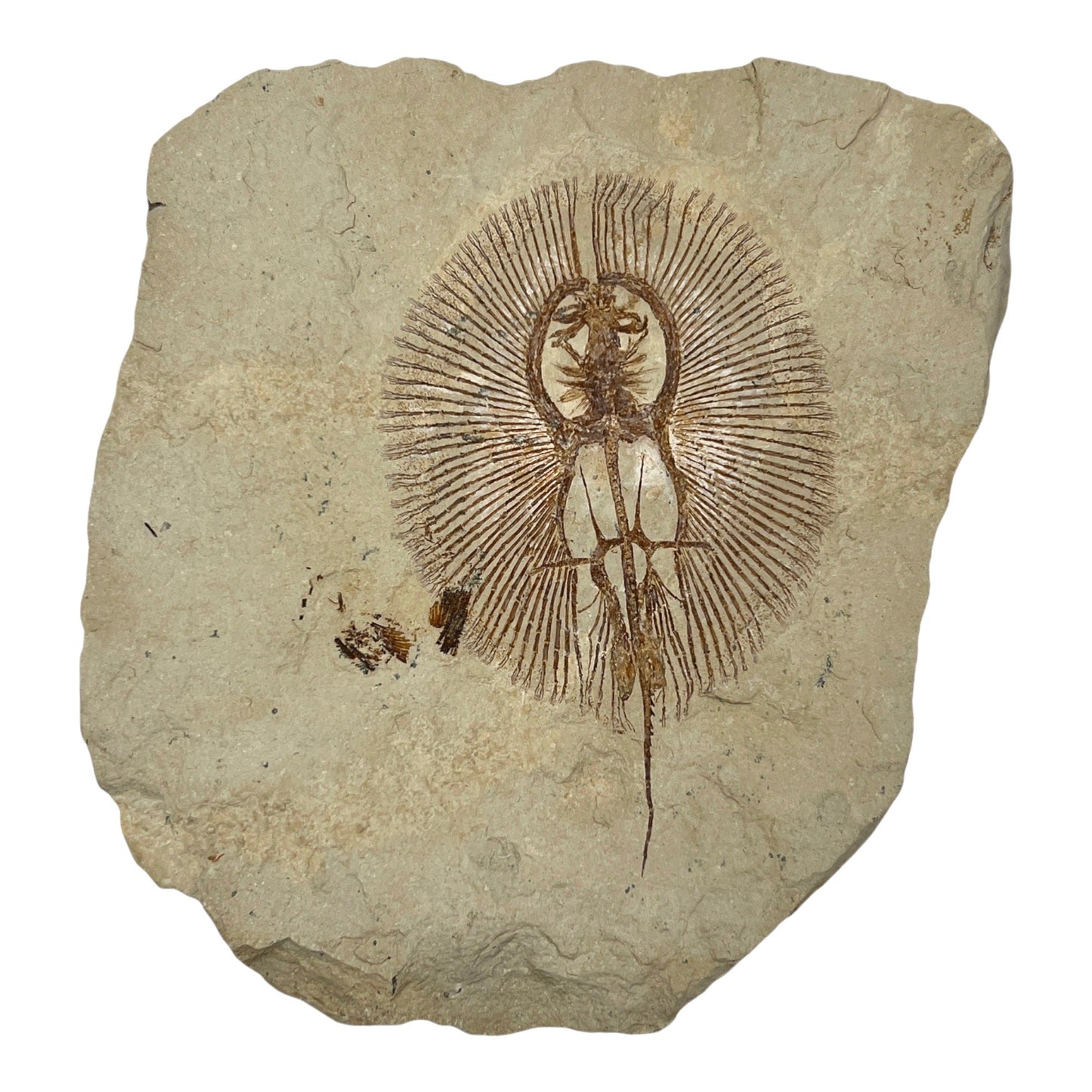 Fossil Stingray Plate (Cyclobatis)