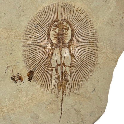 Fossil Stingray Plate (Cyclobatis)