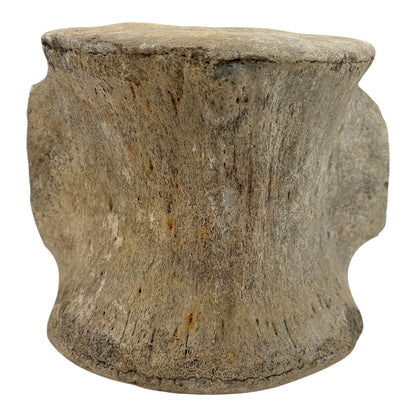 Fossil Whale Vertebra