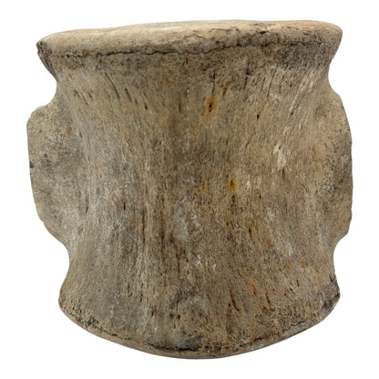 Fossil Whale Vertebra