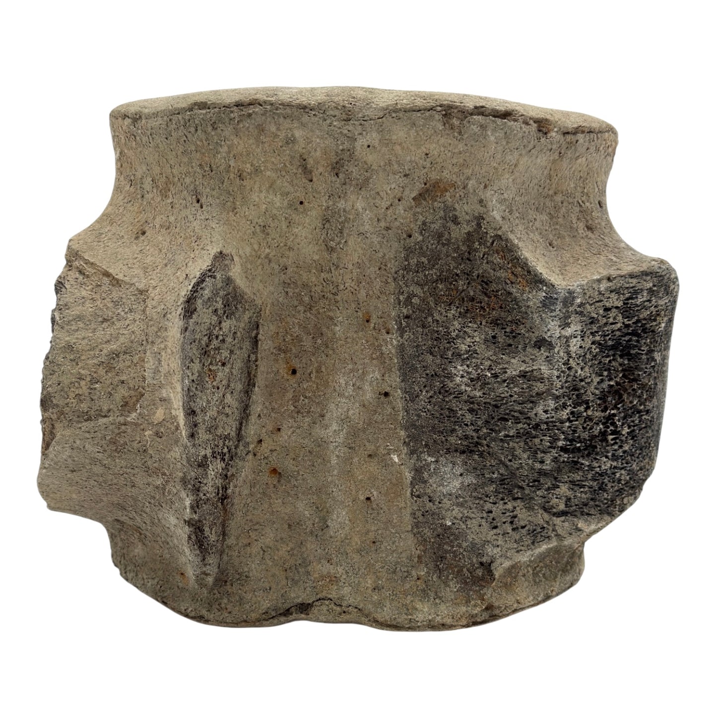 Fossil Whale Vertebra
